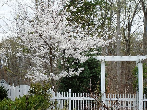 Cherry Tree in Spring