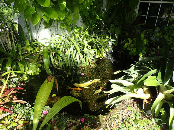 Koi pond at front door