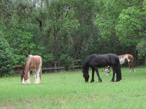 Bring Your Own Horse