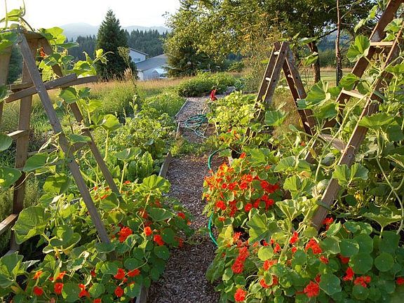 Organic Gardens