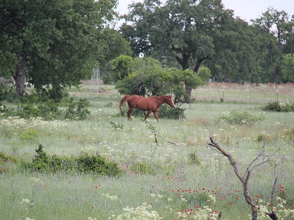 3rd image of CR 264