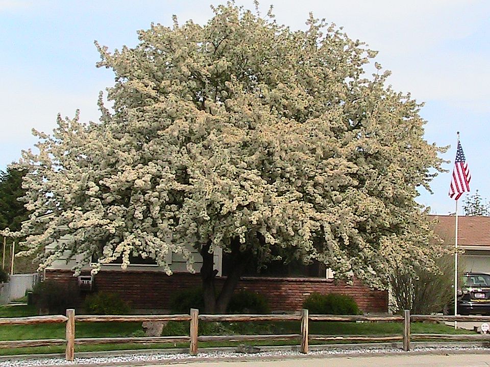 House in Spring