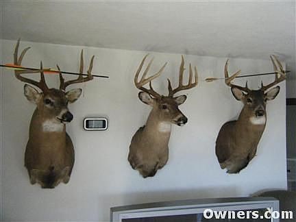 3 Very nice bucks taken from property