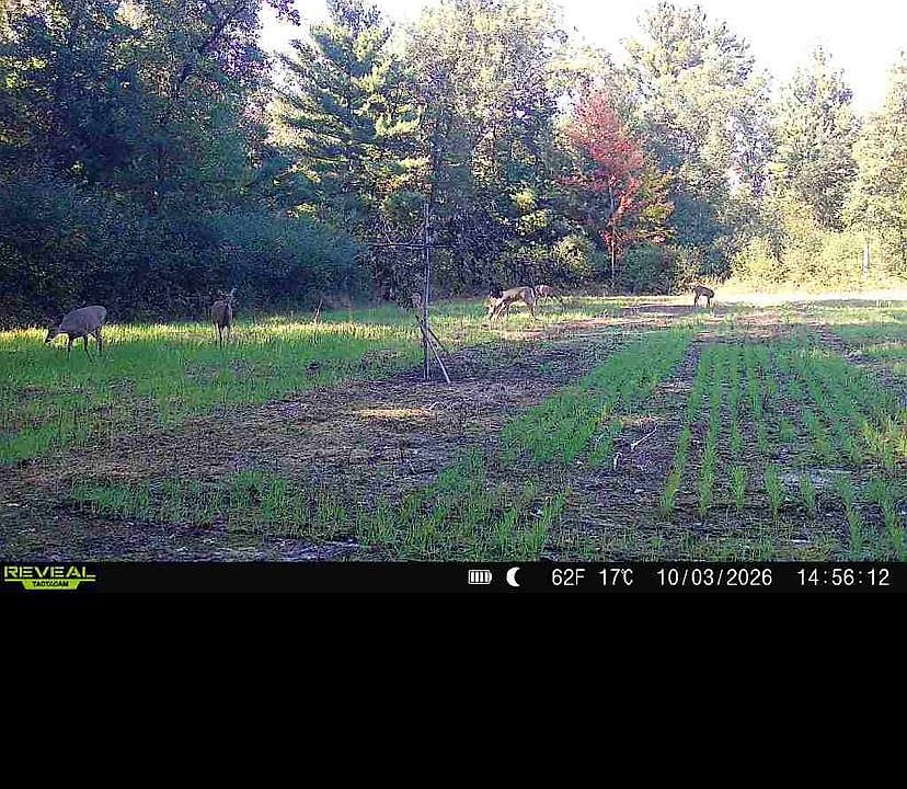 2nd image of LOT 2 Grayling Rd