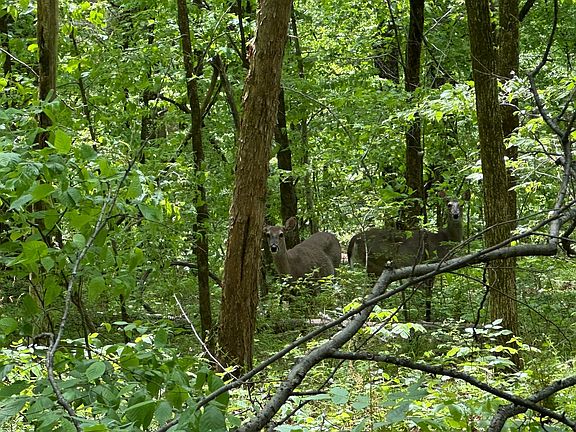 2nd image of 10515 Paw Paw Springs Rd