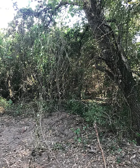 Manuel Rd — Photo 27