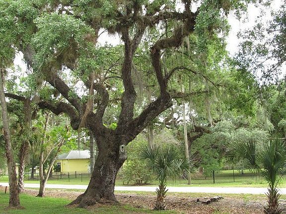 Beautiful Oaks in yard