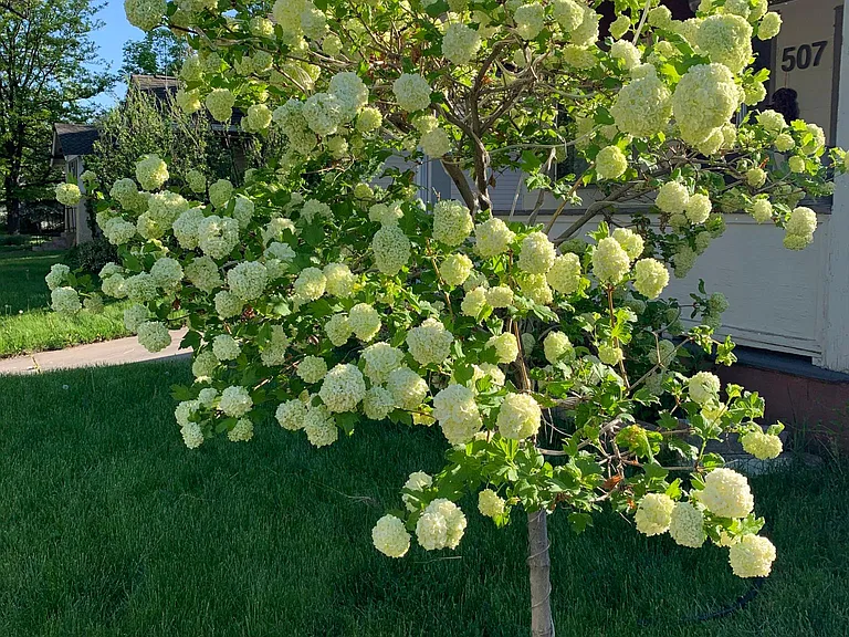 front yard snowball tree in bloom