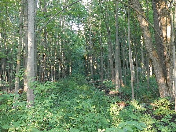 Entering woods from west