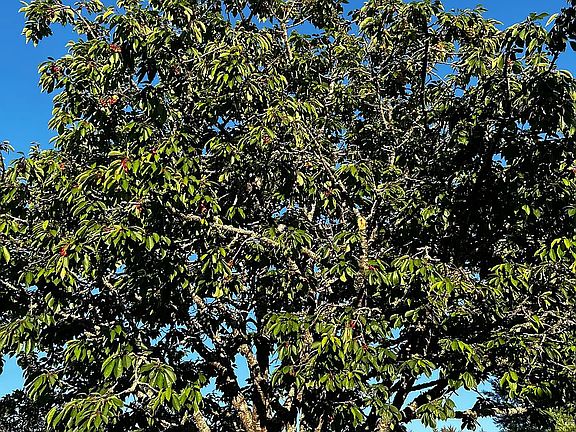 CHERRY TREE IN BACK YARD
