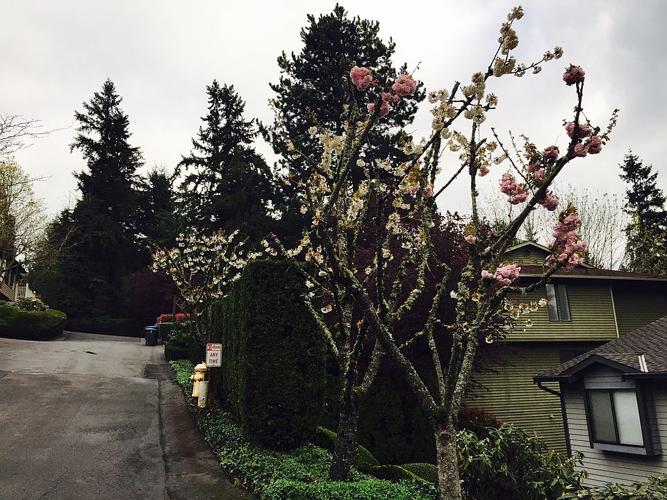 Japanese garden landscapes 