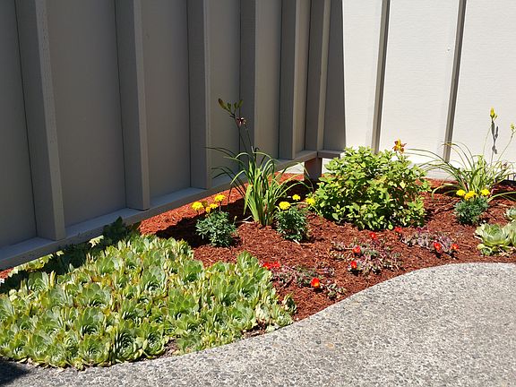 Courtyard  planting bed