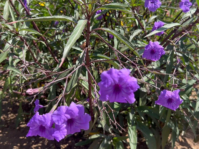 drought tolerant plants