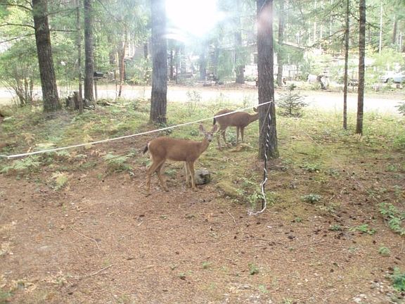 Deer & Elk right in our Back Yard