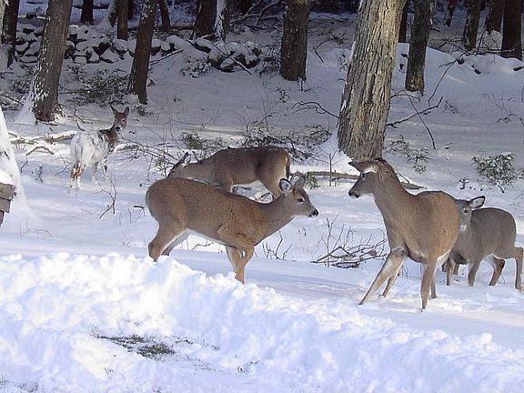 deer at play outside my window