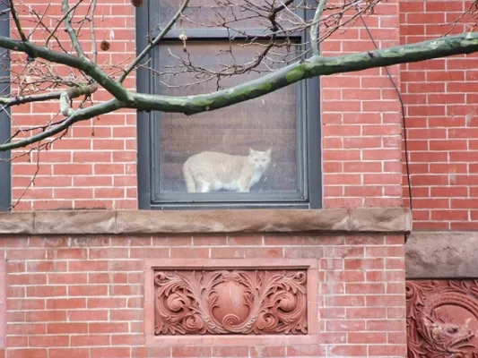 Rented by Fiddler Realty | media 14