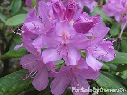 Rhododendron