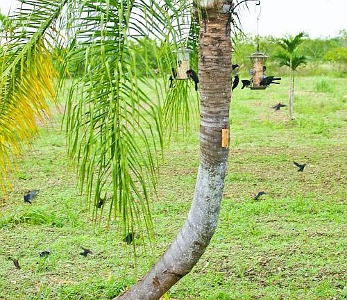 Palm tree bird feeders.