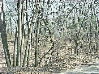 1st image of 3 Whitetail Ln
