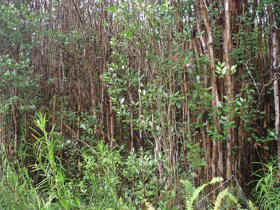 1st image of Plumeria St Lot 6629