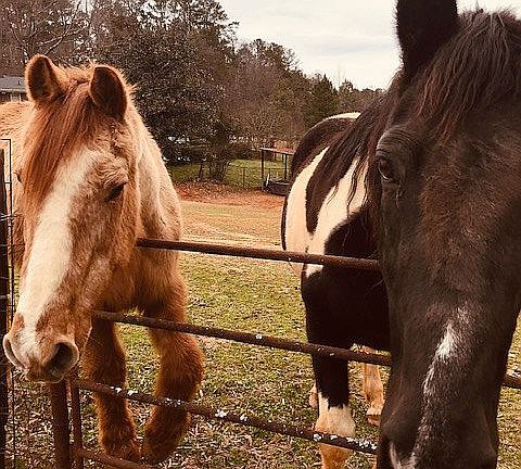 horses or car collector