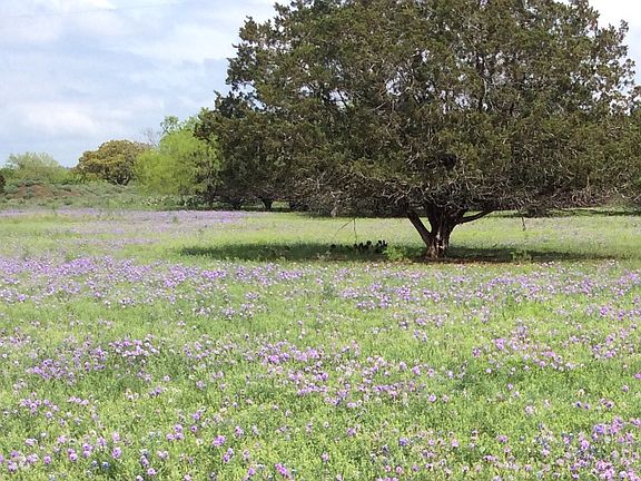 Back yard view wildflowers.