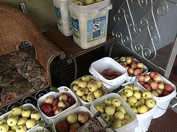 Apple harvest in October!