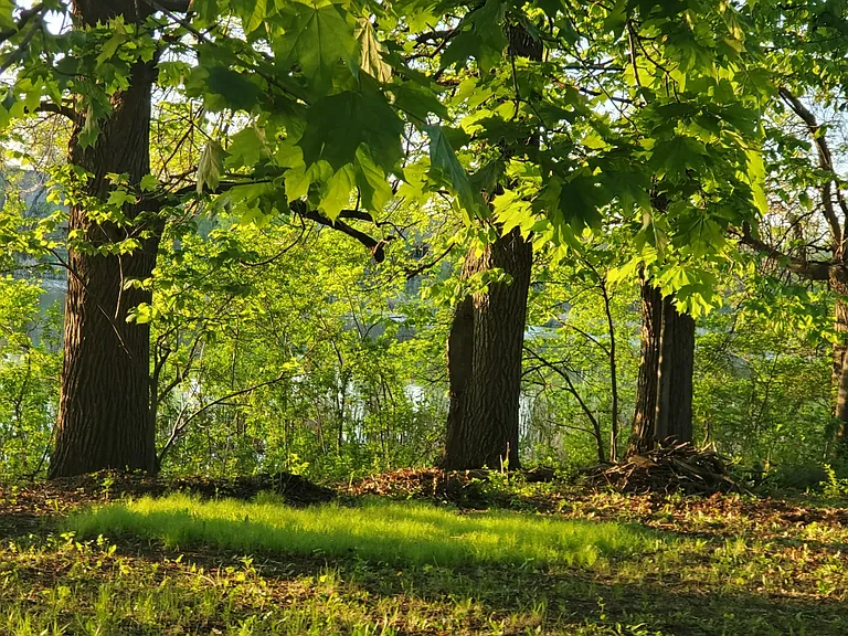 More of the land next to the pond