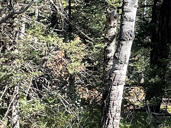 5th image of 464 Saddleback Creek Drive