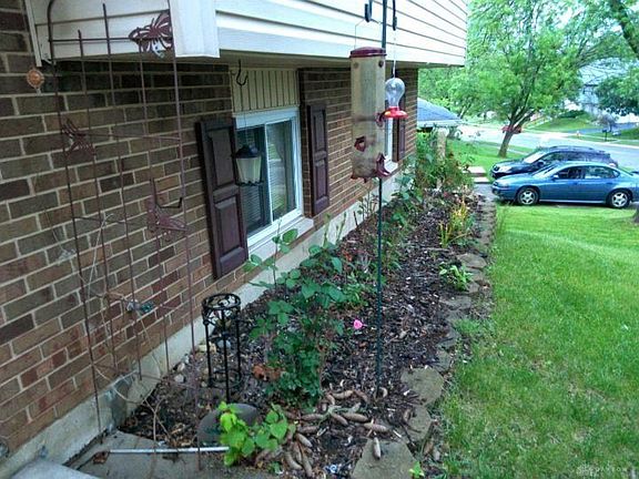 3rd image of 1333 Black Forest Dr