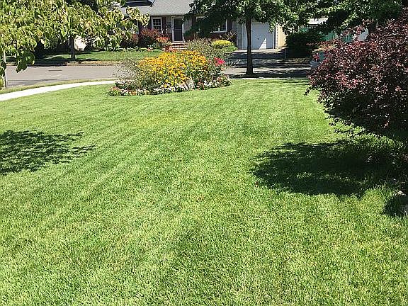 Front Lawn