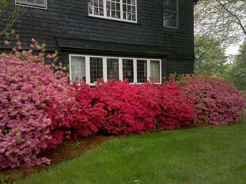 Spring Bloom