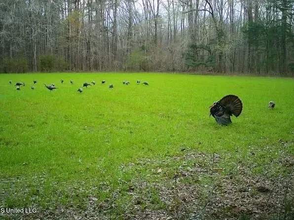 Highway 541, Mendenhall, MS 39114