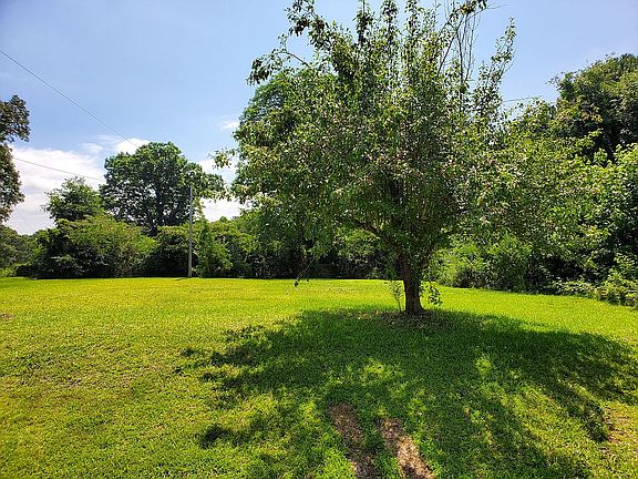 Mature pear tree in yard