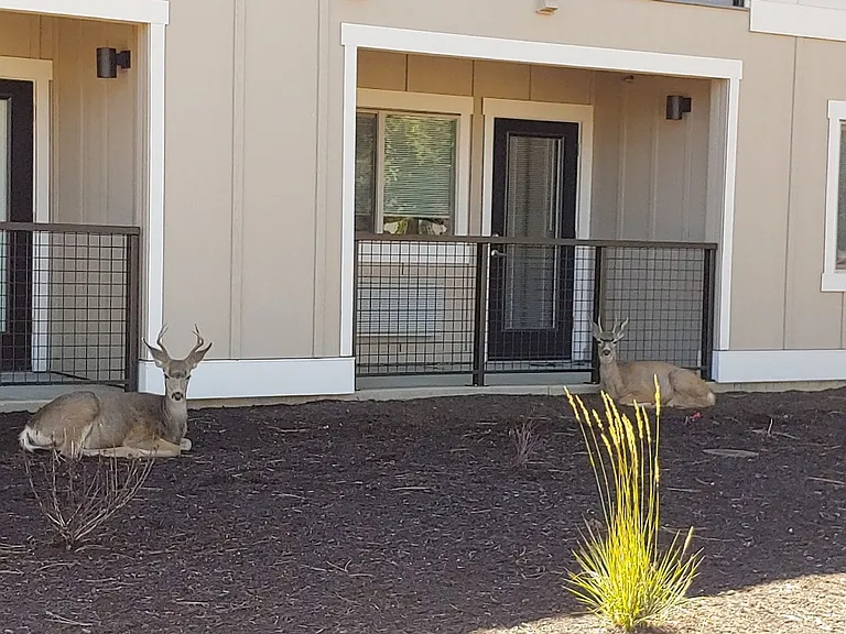 930 W Felicity Ln #105 — Photo 10