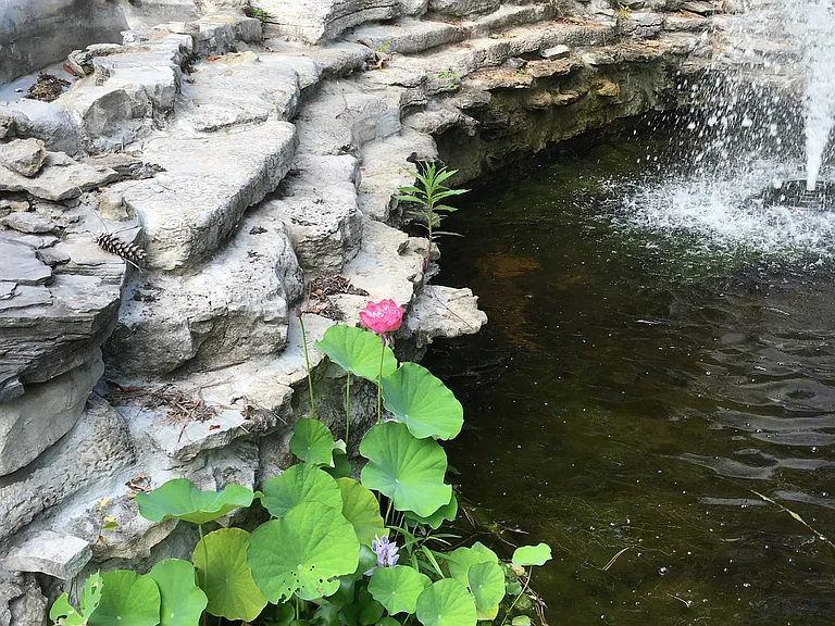 Koi Pond
