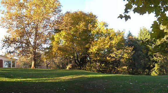 Spacious Side Yard