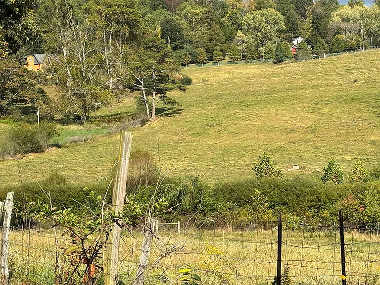 View of pasture from back yard