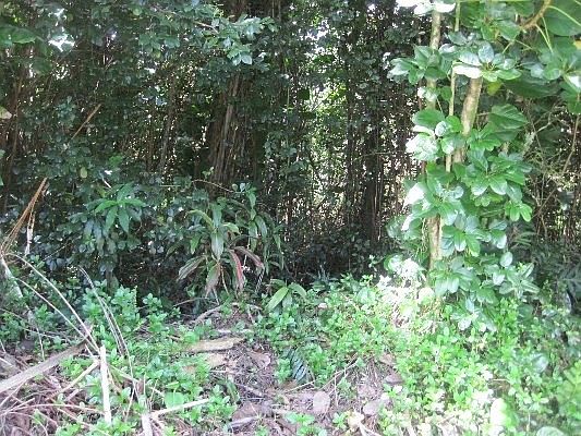 1st image of Kumu St Lot 10