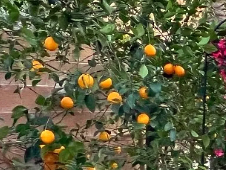 Lemon tree at the yard