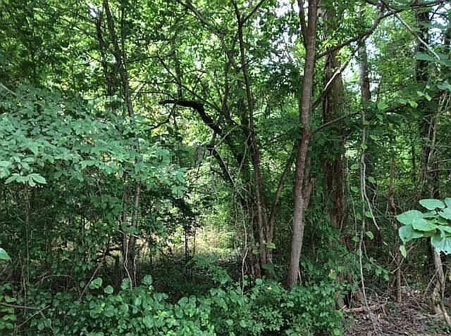 1st image of 0 Chickasaw Cv #1587