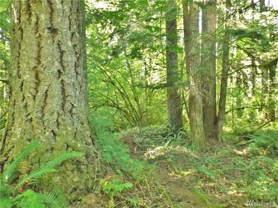 31418 Mount Tahoma Canyon Rd E, Ashford, WA, 98304