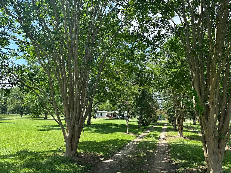 Front yard view of home. 108 mature pecan trees cover entire property. Crate myrtle trees line the drive way on both side. fenced paster to the right of the driveway ready for livestock.