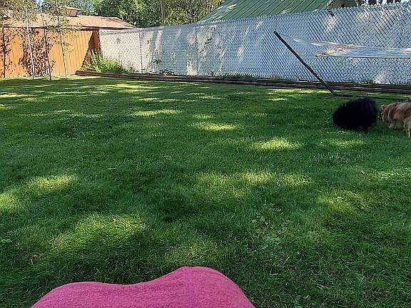 back yard
