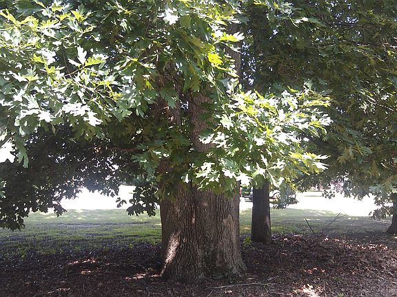 Wooded Front Yard