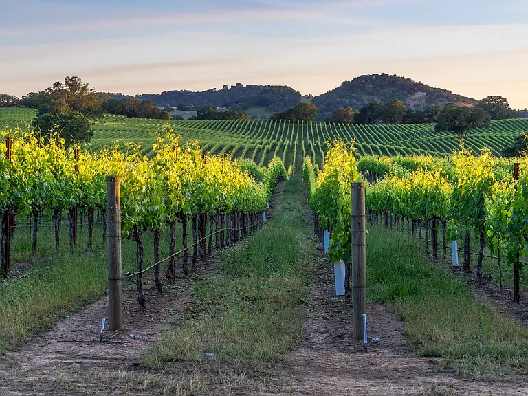 Living in the Tri-Valley means easy access to the beautiful wine country