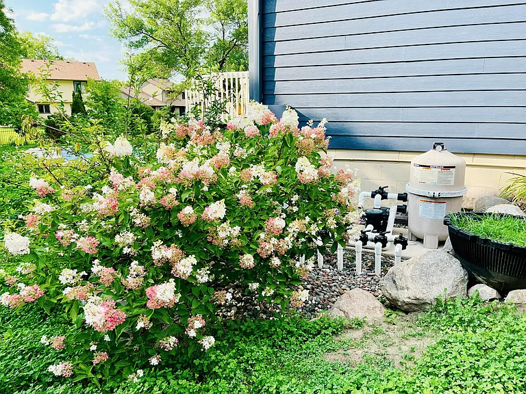 Hydrangea blooming near the pool utility area.