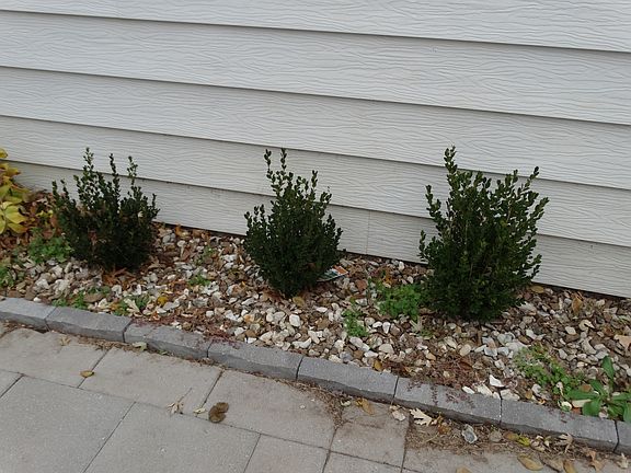 Beautiful shrubbery and landscaping