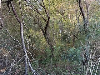 5th image of 1513 County Road 368