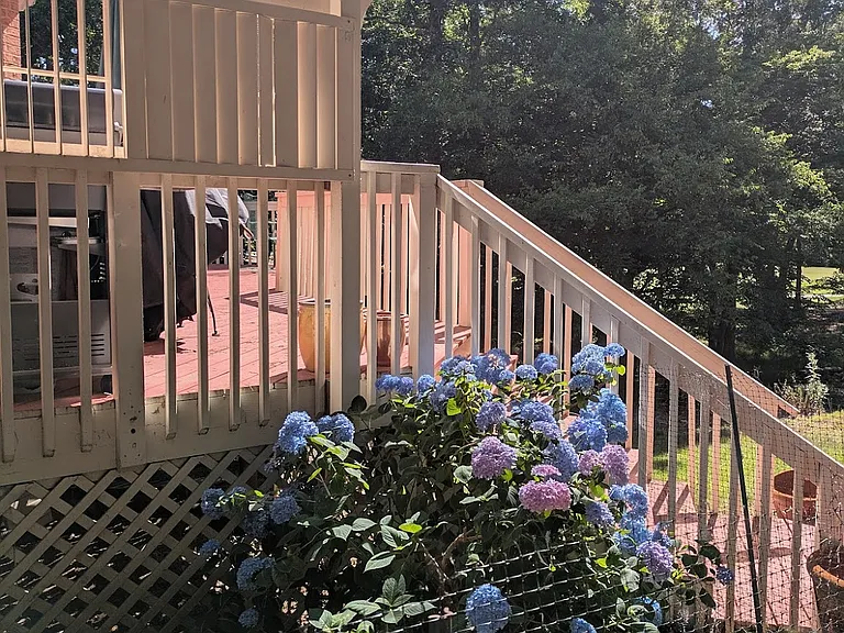 Corner view of the deck with hydrangeas.